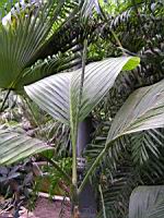 Chamaedorea Ernesti-Augustii (fam. Arecacees) (Amerique centrale) (2) (Photo F. Mrugala)